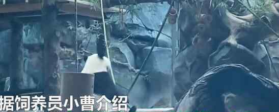 动物园为熊猫举办成熊礼 熊猫蛋糕是怎么样的
