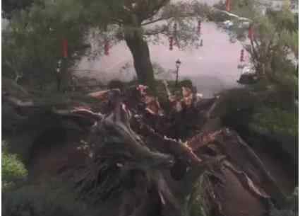 广东1100多岁古榕树倒塌 倒塌原因是什么