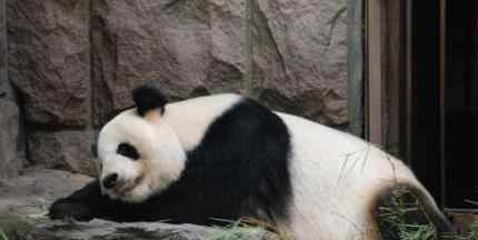 北京动物园网红大熊猫突然头秃 具体原因是什么