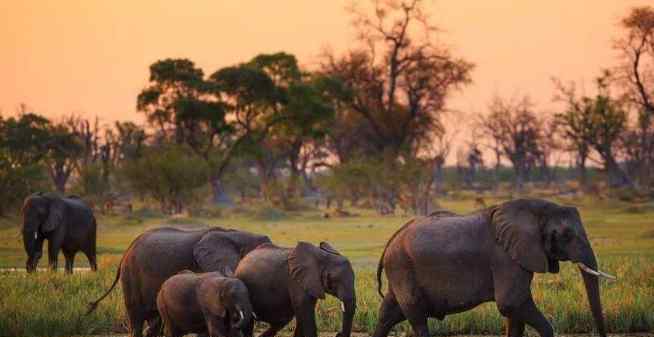 非洲350头大象离奇死亡，70%直接倒地死在水源附近
