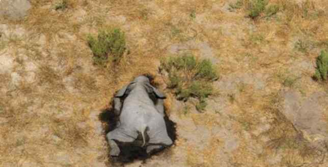 非洲350头大象离奇死亡，70%直接倒地死在水源附近