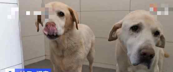 上海退役4年导盲犬苦等领养 上海户籍或在上海定居都可申请领养