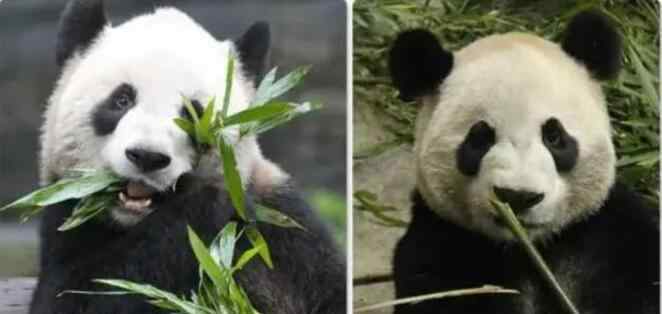 中国旅加大熊猫面临断粮 且暂时无法回到中国