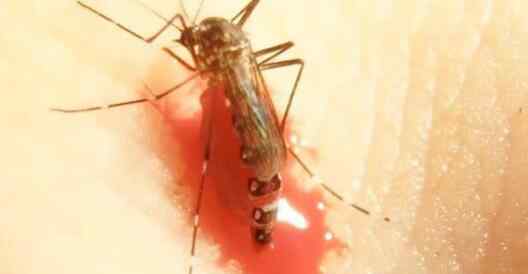 罕见蚊子趴在人体上吸血胀死 数百万人目睹全程看傻眼