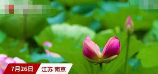 南京玄武湖连续出现2株并蒂莲 并蒂莲长什么样文章配图