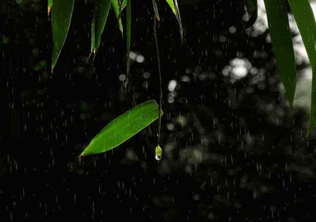 溪上遇雨其二 高楼目尽欲黄昏，梧桐叶上萧萧雨