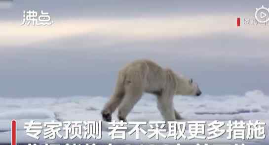 北极熊或将在2100年灭绝 登上网络热搜了！