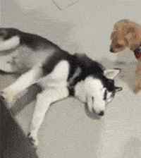 中国哈士奇论坛 网友当着哈士奇的面抱其他狗子，结果二哈居然哭了，笑疯了！