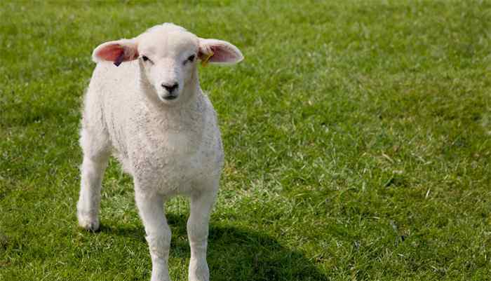 世界上最贵的羊332万元成交 事情经过真相揭秘！