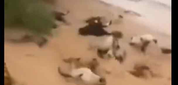 村民十几头牛在台风中被洪水冲走直击 山洪如何避险