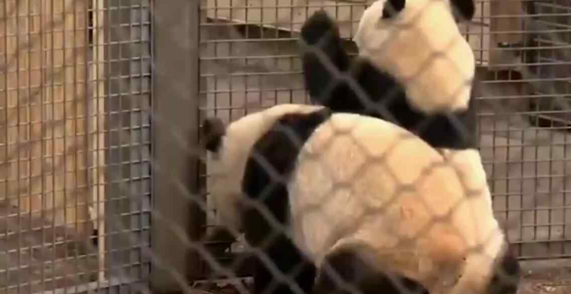 中国旅加大熊猫面临断粮 且暂时无法回到中国