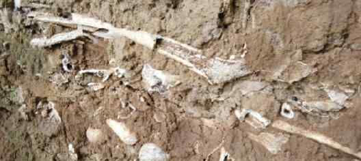 山西村民发现骇人尸骨坑厚度超过半米 专家勘查后揭秘真相