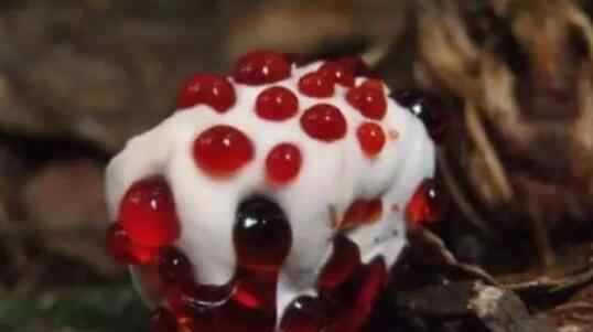 广州急寻剧毒蘑菇遗失物 盘点中国十大剧毒蘑菇
