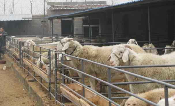山东养羊场 小型养羊场如何建设？养羊赚钱必备知识，如何年收入10万以上？
