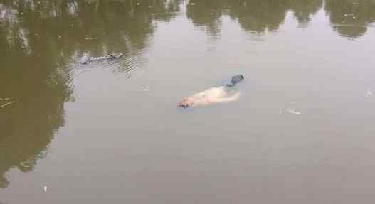 醉汉坠湖漂一夜被救后称梦见视察洪水 为什么坠湖什么情况