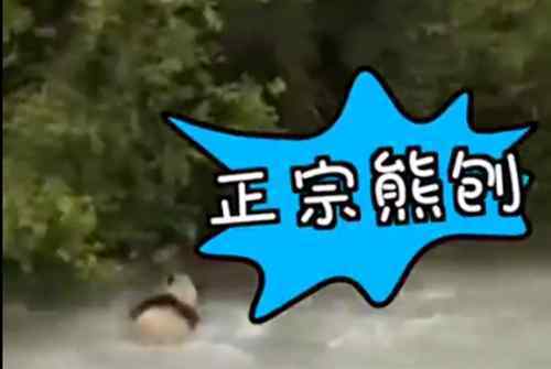 大熊猫河里冲浪上演国宝式狗刨 现场画面曝光萌化众人