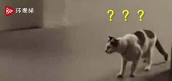 两只老鼠站立互殴一旁猫咪被吓傻 我是谁