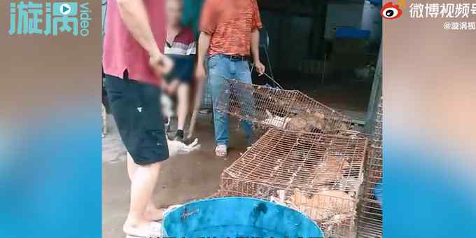 画面曝光！广西柳州市场现宰杀活猫一条街 现场棒杀活猫开水褪毛扒内脏