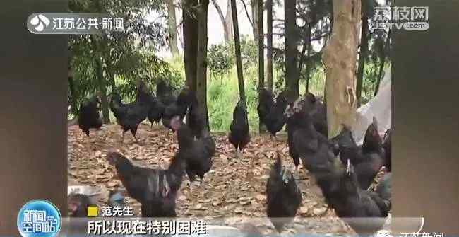 江西一男子网购300只母鸡苗 几个月后傻眼了：全是公鸡？