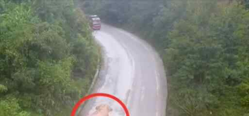 云南警方出动无人机侦查 意外记录大象遇上卡车罕见现场