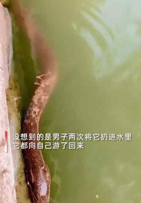 北京一男子将养了5年的鳝鱼放生 随后发生的一幕让他泪目！