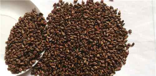 葡萄籽的作用 葡萄籽的功效与禁忌 葡萄籽的适用人群