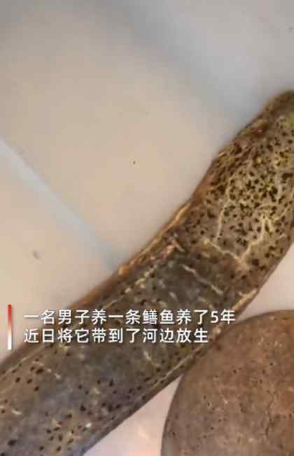 北京一男子将养了5年的鳝鱼放生 随后发生的一幕让他泪目！