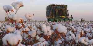 新疆棉花事件进展 新疆棉事件48小时 对中国最不利的事发生了