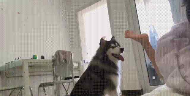 比尔盖茨玩恶搞 搞笑GIF：上课敢这么嚣张的玩游戏，灯下黑说的就是这种情况吧