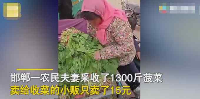 农民夫妻1300斤菠菜卖了15元 小贩：质量一般 引网友争议
