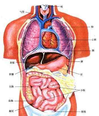 男性器官解剖图 人体五脏六腑器官分布图