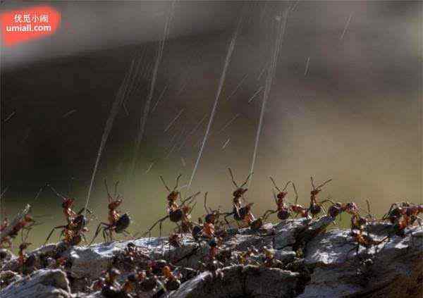 蚁酸 惊人！这些蚂蚁居然会喷射水柱，勘比人类的消防员啊！