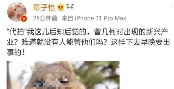 章子怡发文斥代拍 为什么这么多人都讨厌呢