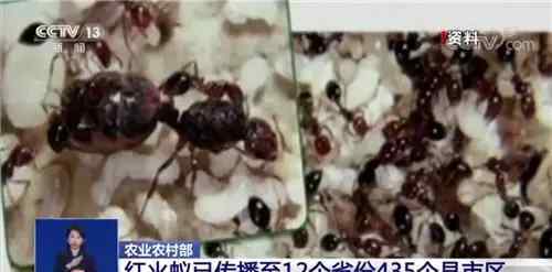 “无敌外来物种”红火蚁入侵！已传播至我国12省份 被咬一口严重可致命