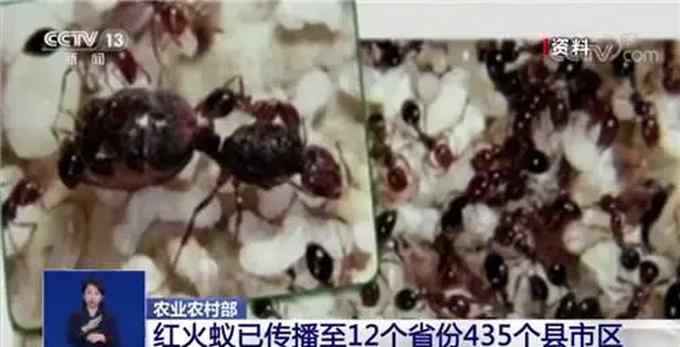 “无敌外来物种”红火蚁入侵 已传播至我国12个省份 被咬一口可致命