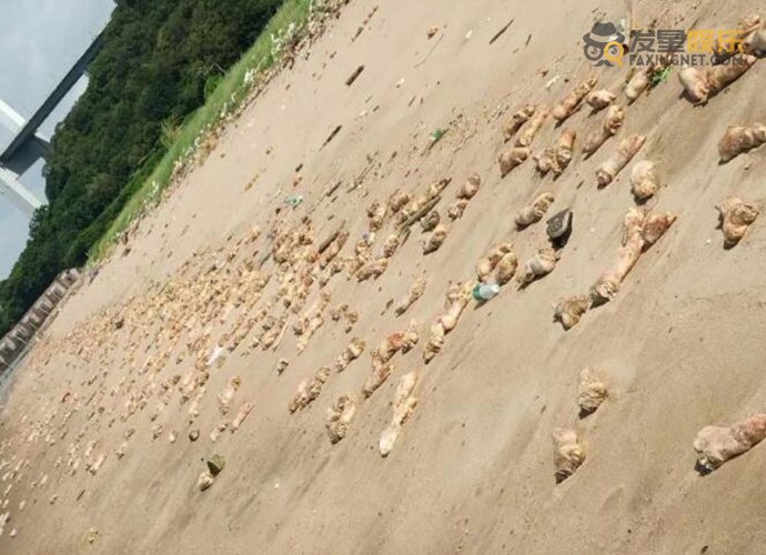 海滩 东莞海滩出现大量猪蹄 海浪带来的猪蹄是从哪里来的