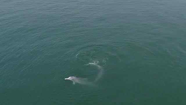 中华白海豚浪漫求偶画面曝光 目前中华白海豚还剩几只
