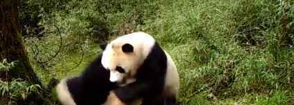 首次拍到野生大熊猫亚成体双胞胎 这是什么情况