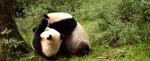 首次拍到野生大熊猫亚成体双胞胎 长什么样