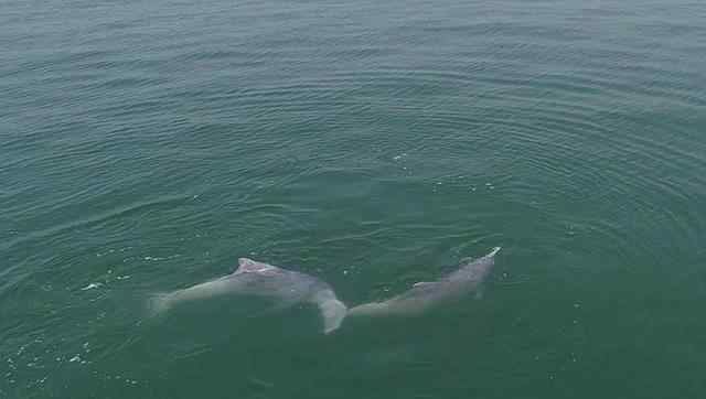 中华白海豚浪漫求偶画面曝光 目前中华白海豚还剩几只