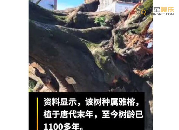 古榕树 广东1100多岁古榕树倒塌 见证了唐朝至今的发展历史怎么倒了