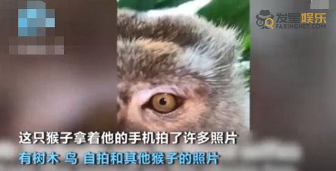 猴子 猴子偷手机后疯狂自拍 有各样照片还有视频它怎么办到的