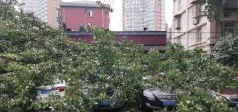 北京雨后大树倾倒 砸损七辆轿车目前伤亡情况如何