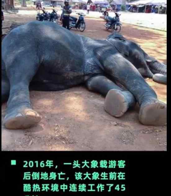 吴哥窟禁止骑大象 这是为什么这些大象如何处理