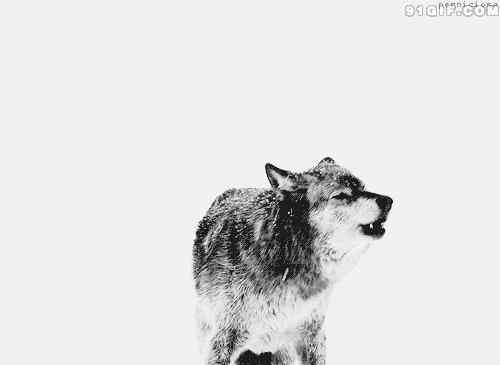 平原中常见的动物 一夜成名的西伯利亚平原狼！#动物档案馆#