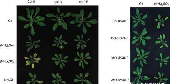 nrt 湖南农业大学张振华老师团队揭示NRT1.1的信号功能调控 植物对铵胁迫的响应机理