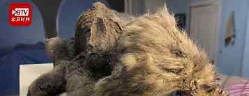 西伯利亚发现冰冻万年的小狼狗 长什么样子