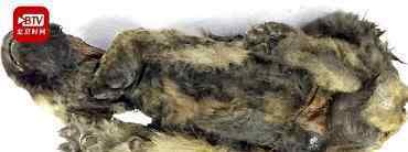 西伯利亚发现冰冻万年的小狼狗 长什么样子