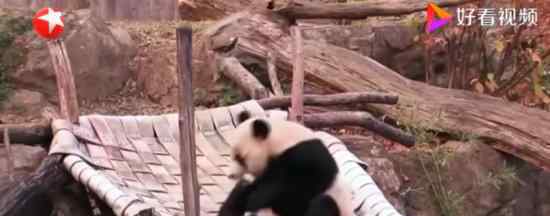 旅美大熊猫回国 大熊猫登机行李有没有超重带了什么
