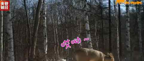 东北虎豹国家公园首次拍摄到獐 獐是什么动物